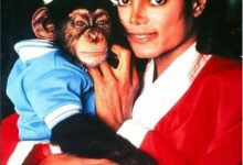Photo of Chimpanzé de Michael Jackson recebe R$ 163 mil por ano após a morte do cantor | Pop & Arte