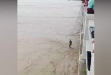 Photo of VÍDEO: filhote de elefante é resgatado de forte correnteza em rio na Índia