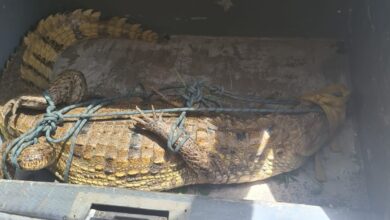 Photo of Jacaré de 2 metros é resgatado dentro do campus do Ifap em Macapá; é o 2º animal em 17 dias | Amapá