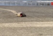 Photo of Elefante-marinho-do-sul é flagrado ‘descansando’ em praia do litoral de SP; VÍDEO | Santos e Região