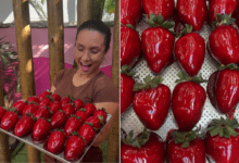 Photo of ‘Morango do amor’ impulsiona vendas, gera empregos e uso de site para reservas em docerias no litoral de SP | Culinaria 013